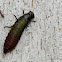 Australian Tortoise Beetle Larvae