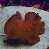 red cup fungus (Ascocoryne cylichnium)