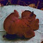 red cup fungus (Ascocoryne cylichnium)