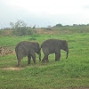 Baby Asian Elephant in Way Kambas NP