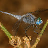 Diplacodes trivialis (Male)