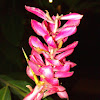 Alpinia or Red Ginger Plant