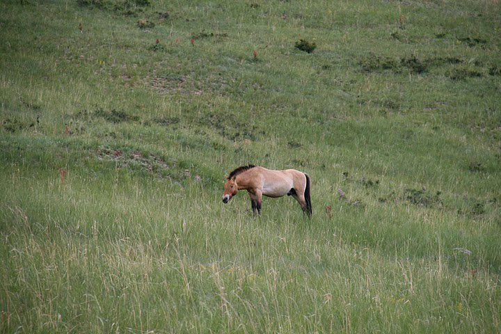 Przewalski's Horse