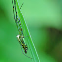 Leucauge Decorata / Spider