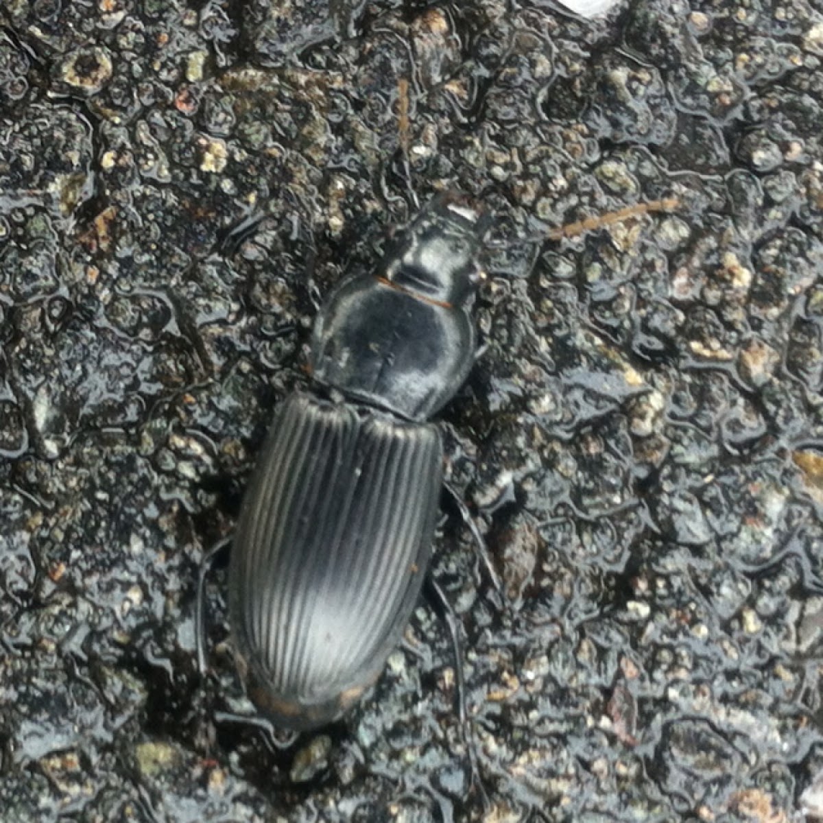 Mealworm beetle