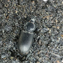 Mealworm beetle