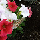 White-lined Sphinx Moth