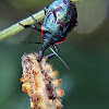 Predatory stink bug nymph preying on caterpillar