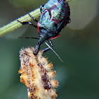 Predatory stink bug nymph preying on caterpillar