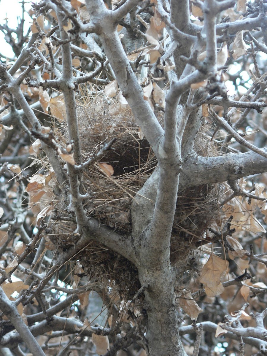Blue Waxbill (Nest)