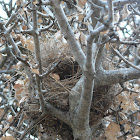 Blue Waxbill (Nest)