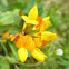 Lotus corniculatus (Common Birds-foot-trefoil)