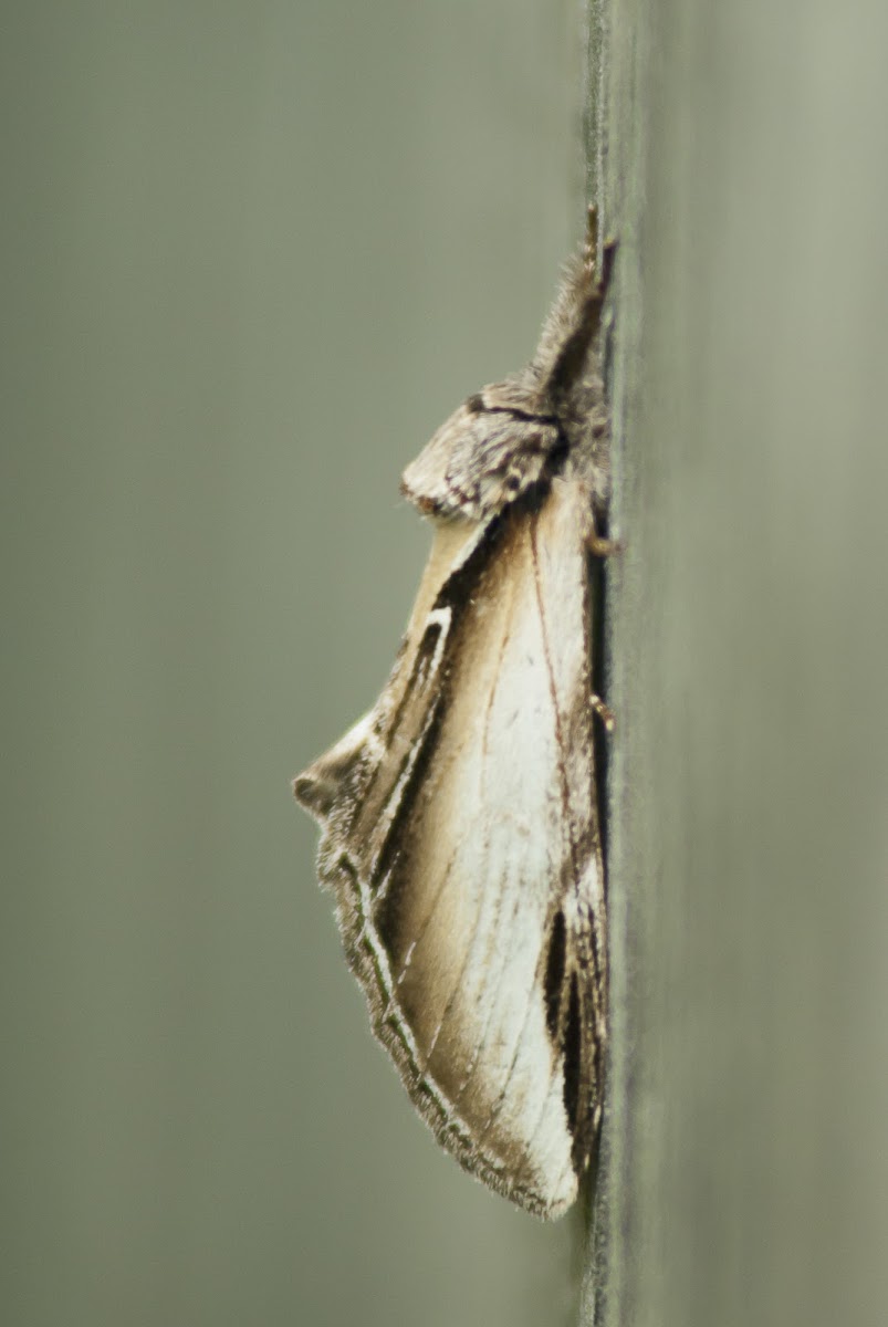 Black-rimmed Prominent