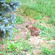 Eastern Cottontail Rabbit