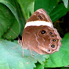 Straight-banded Treebrown