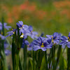 Blue-eyed grass