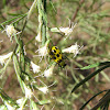 Spotted Cucumber Beetle