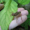 Dragonfly naiad exuviae