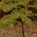 Dogwood tree