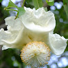baobab flower