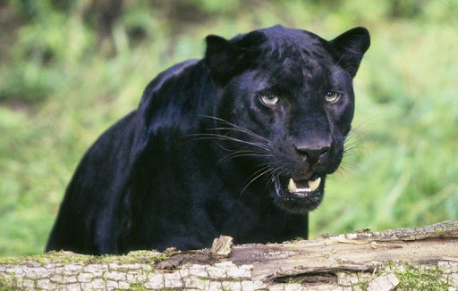 Black Leopard Wallpapers HD