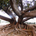 Moreton Bay Fig Tree