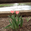 Mini tulips