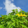 Mexican Sunflower Bush