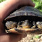 Blandings turtle