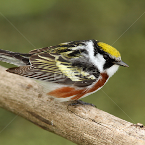 Chestnut-sided Warbler by Robert Huebner - Animals Birds