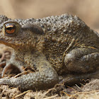 Common european toad