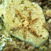 Blue spiny starfish. Estrella de espinas finas