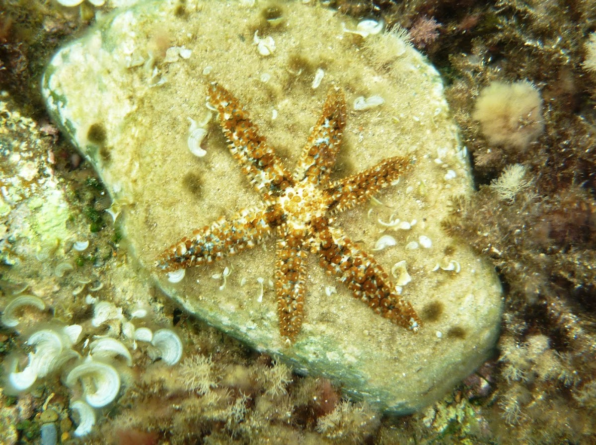 Blue spiny starfish. Estrella de espinas finas