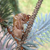 Cicada nymph exoskeleton shell