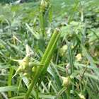 Morning star sedge, Sedge