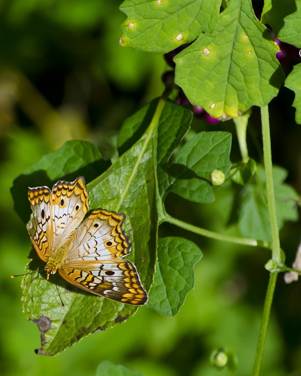 Unknown butterfly