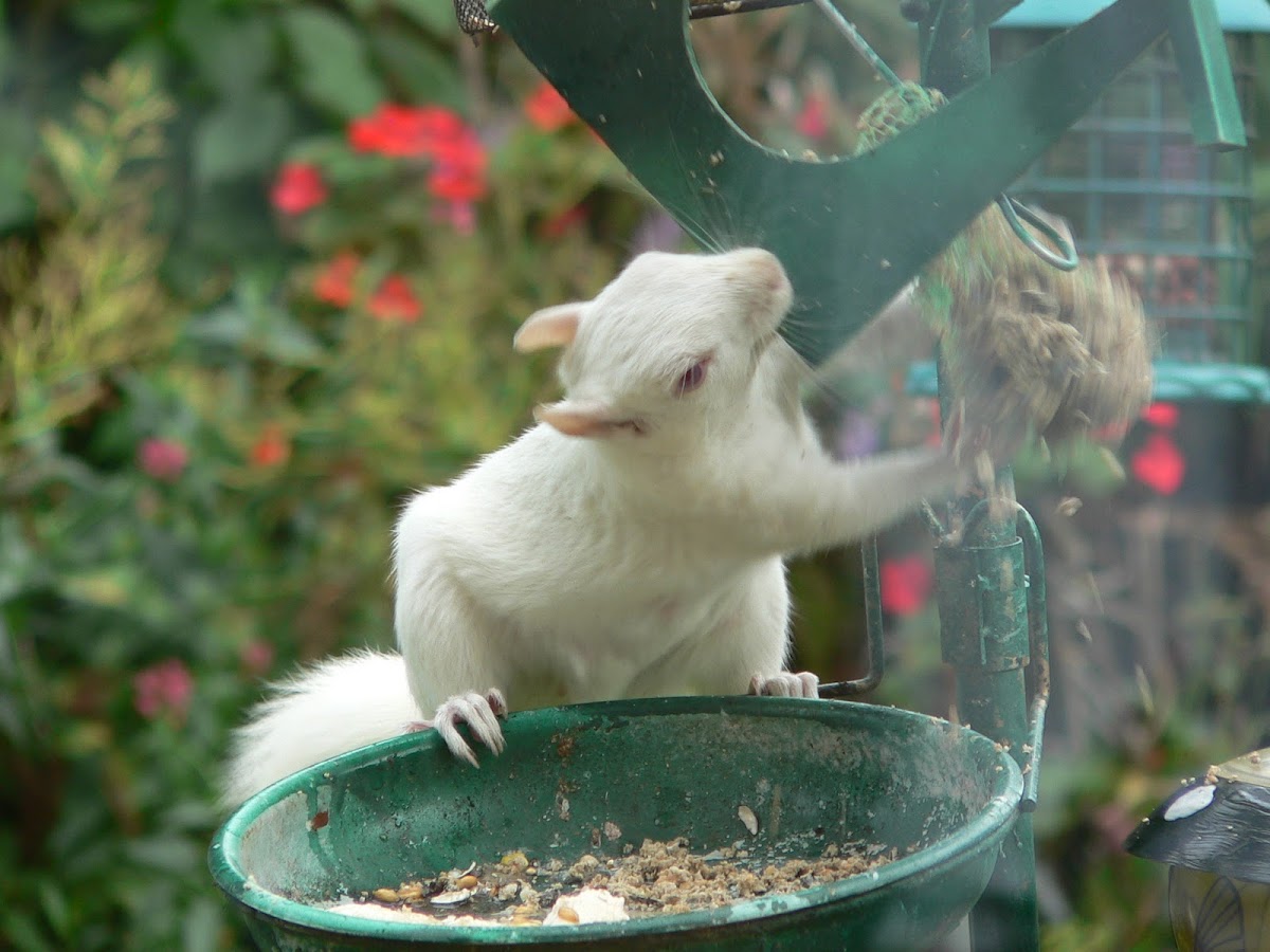 Albino Grey Squirrel