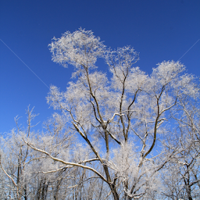 Winter Magic by Marsha Biller - Nature Up Close Trees & Bushes