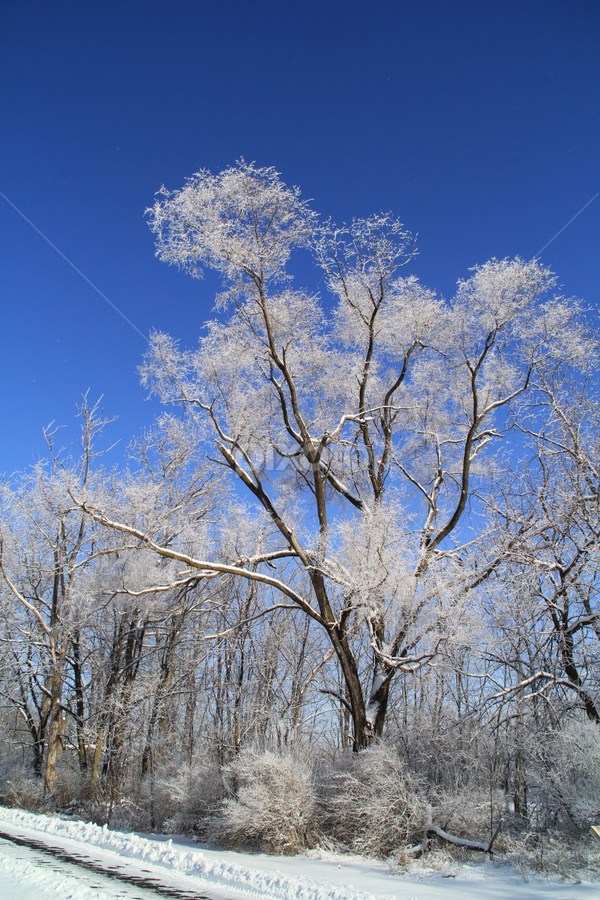 Winter Magic by Marsha Biller - Nature Up Close Trees & Bushes