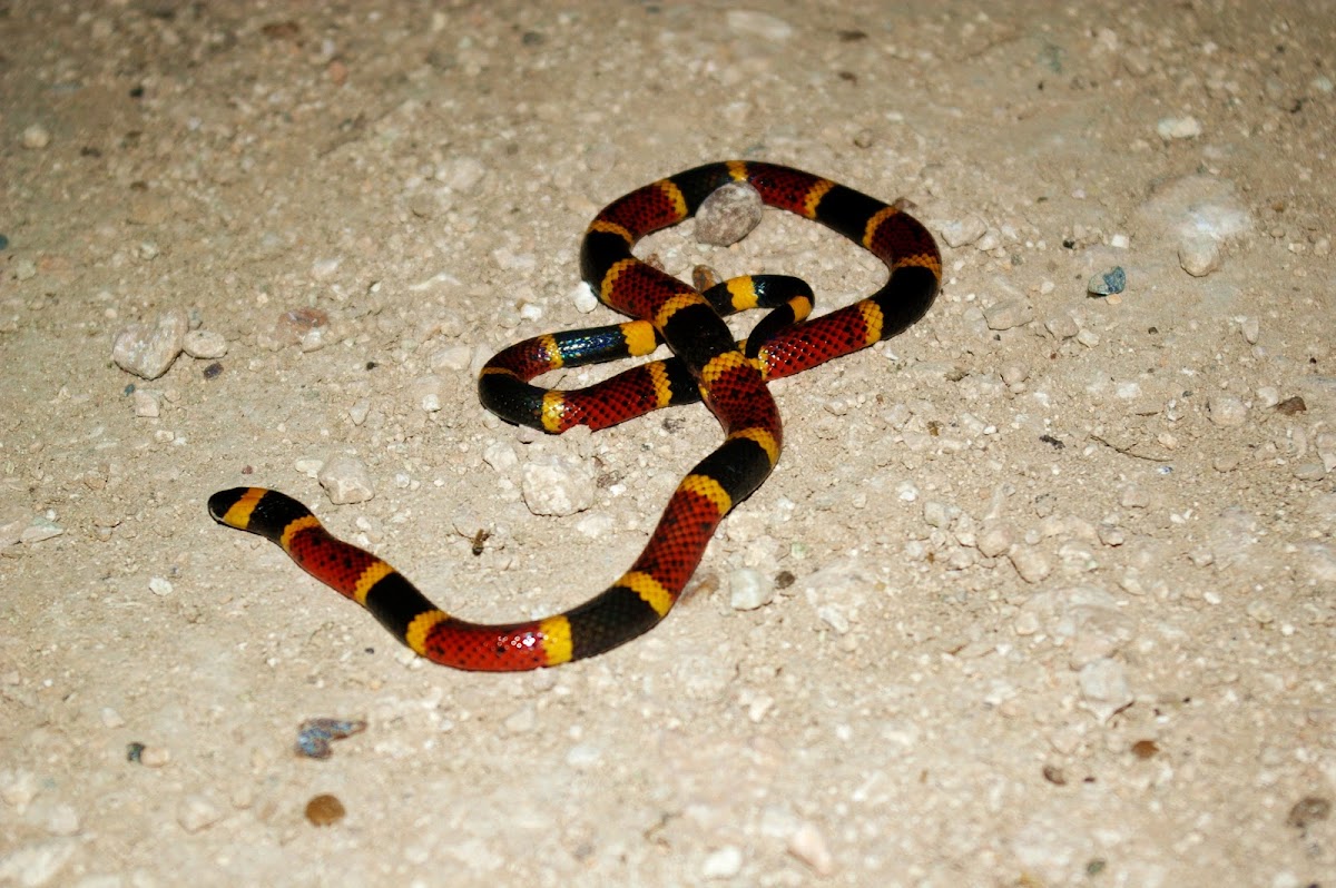 Texas Coral Snake
