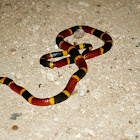 Texas Coral Snake
