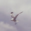 California Sea gull