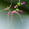 Coral Vine