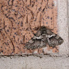 woolly gray moth