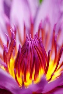 How to mod Water lily Picture Book 1.2.3.123 apk for laptop
