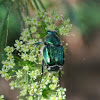 Emerald Flower Scarab