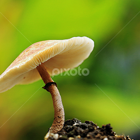 by Sirajuddin Halim - Nature Up Close Mushrooms & Fungi