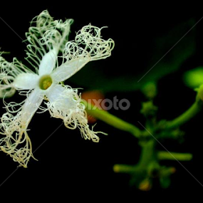 Magnificant White.... by Janhavi Pathak - Flowers Flower Buds