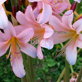 Naked Ladies by Marsha Biller - Flowers Flower Gardens