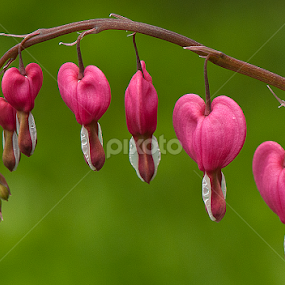 Bleeding Heart by Arnaldo Ronca - Flowers Flowers in the Wild